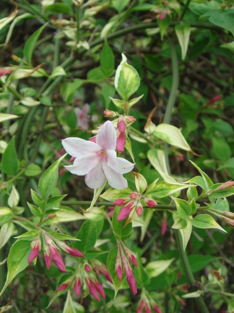 Jasminum x stephanense (2)